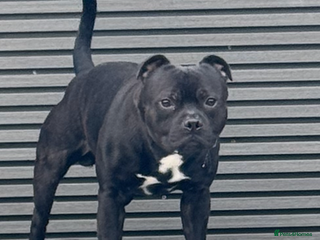 Staffordshire Bull Terrier dogs - Advert 5