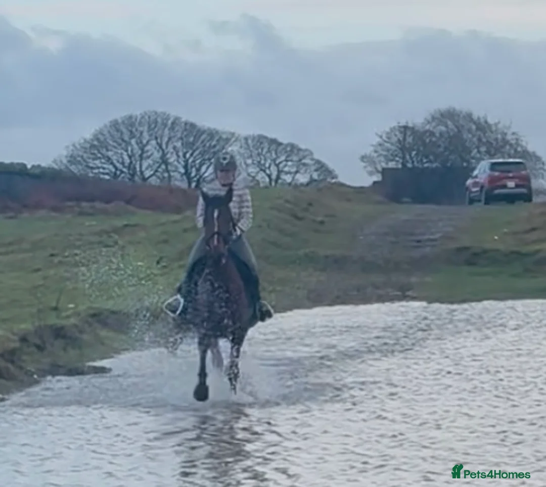 Irish Sports horses for sale: Super 15.3 8 yr old sports horse allroudner  - Advert 7