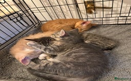 American Shorthair cats for sale: 4 stunning bsh x American short kittens avail - Image 5