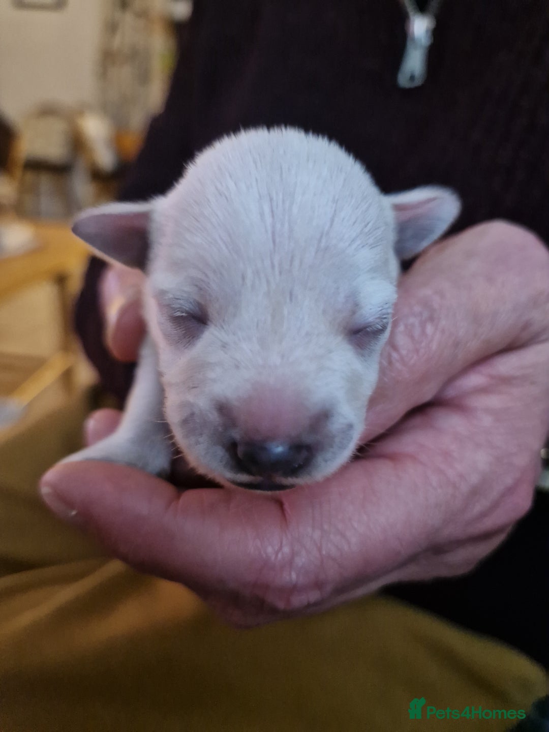 Miniature Schnauzer dogs for sale: Superb KC white minature schnauzer puppies  - Advert 4