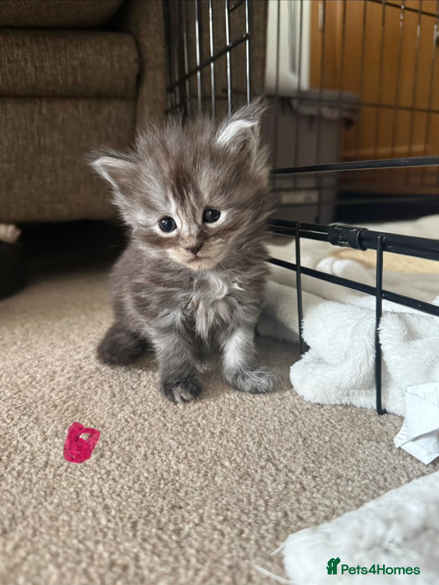 Maine Coon cats Adorable Pedigree Full Maine Coon Kittens - Advert 4