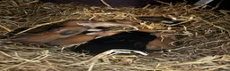 Continental Giant rabbits for sale:  Continental giant babies  in Newcastle upon Tyne - Advert 3