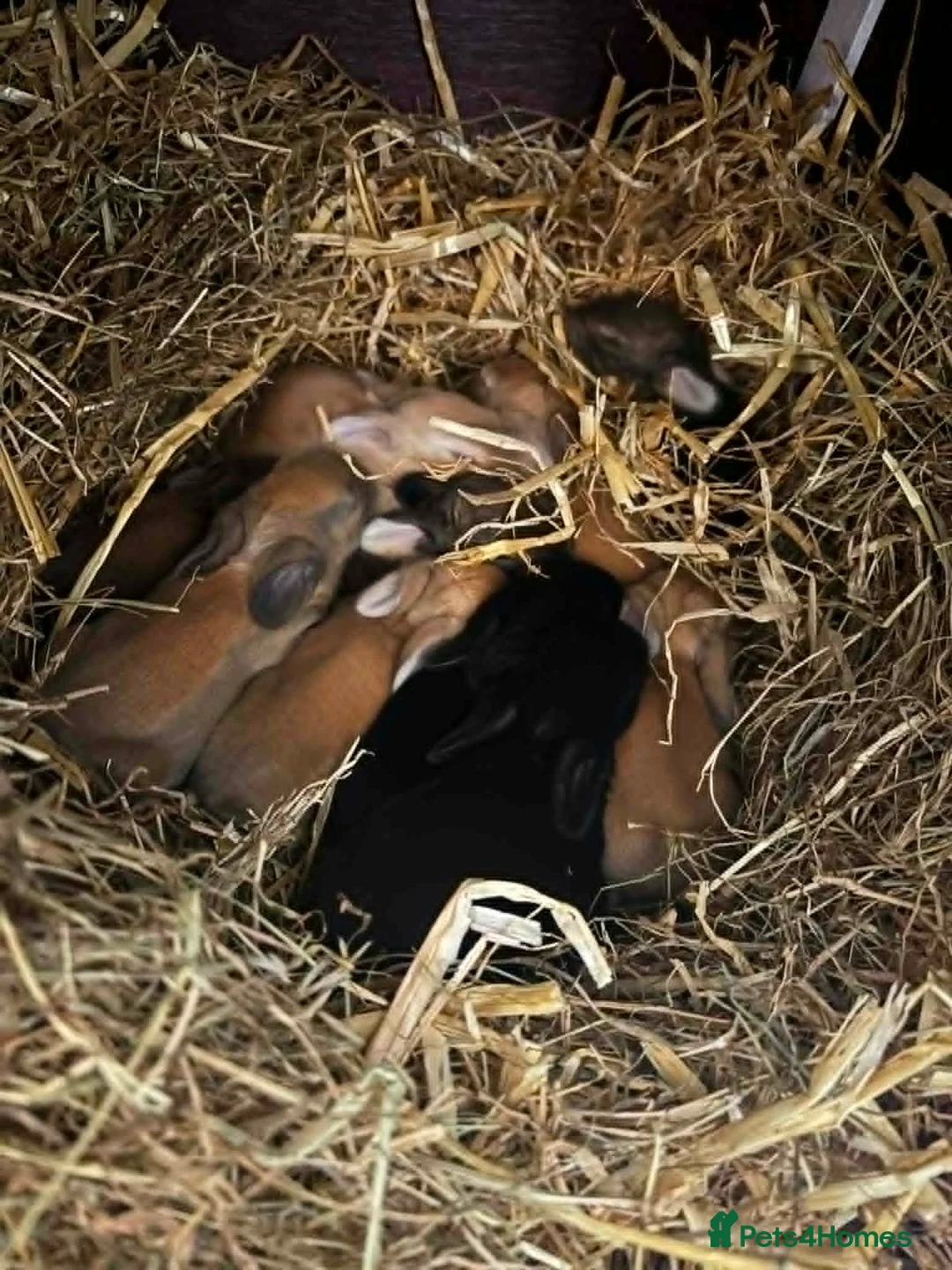 Continental Giant rabbits for sale:  Continental giant babies  in Newcastle upon Tyne - Advert 3