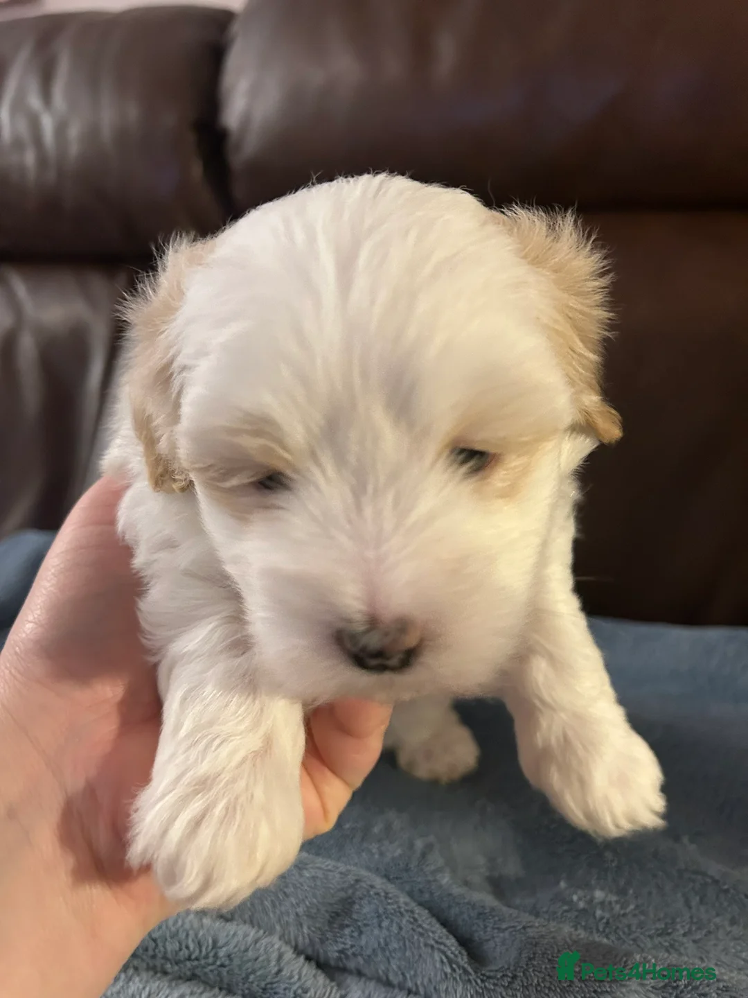 Coton De Tulear dogs for sale: KC reg Coton de Tulear Pups 1 boy, 3 girl - Advert 7