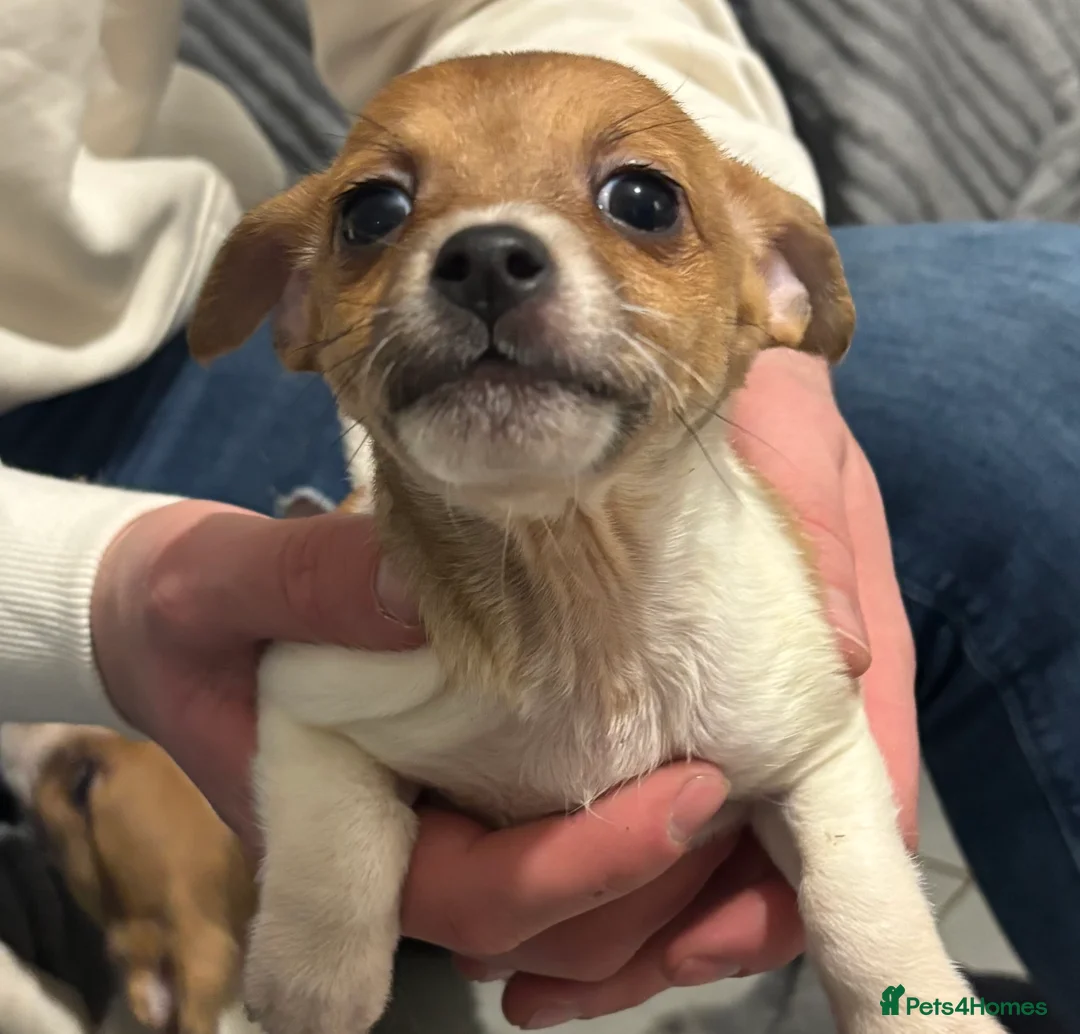 Jack Russell dogs for sale: Jackrussel  - Advert 4