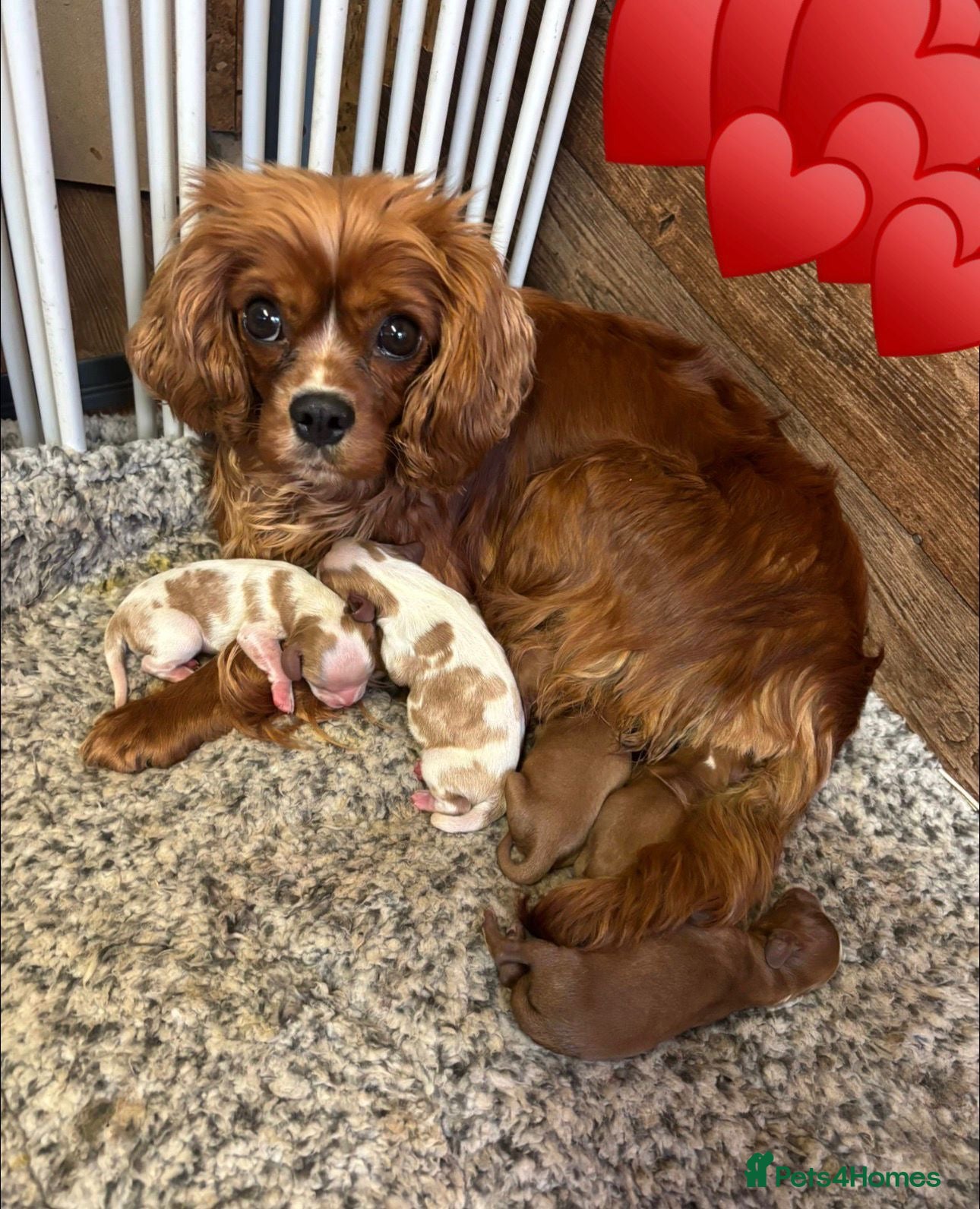 Cavalier King Charles Spaniel dogs Lovely king Charles Cavalier  - Advert 1