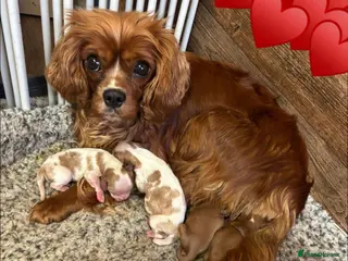 Cavalier King Charles Spaniel dogs Lovely king Charles Cavalier - Advert 4