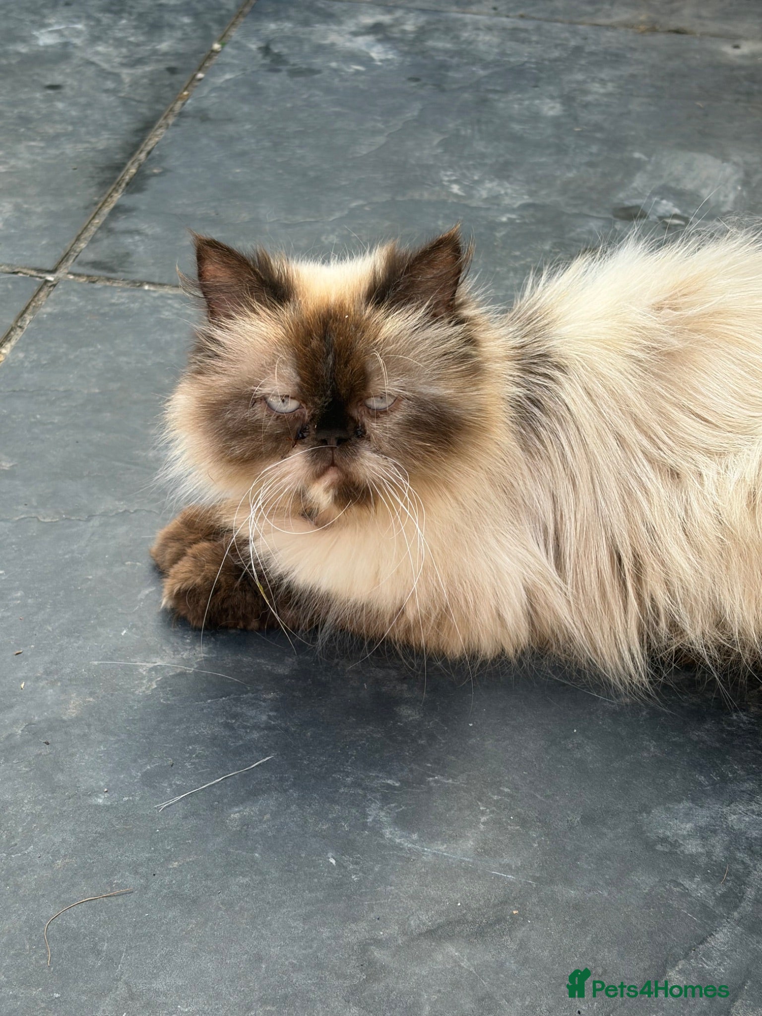 Persian cats Stunning Colourpoint persian Kittens - Advert 2