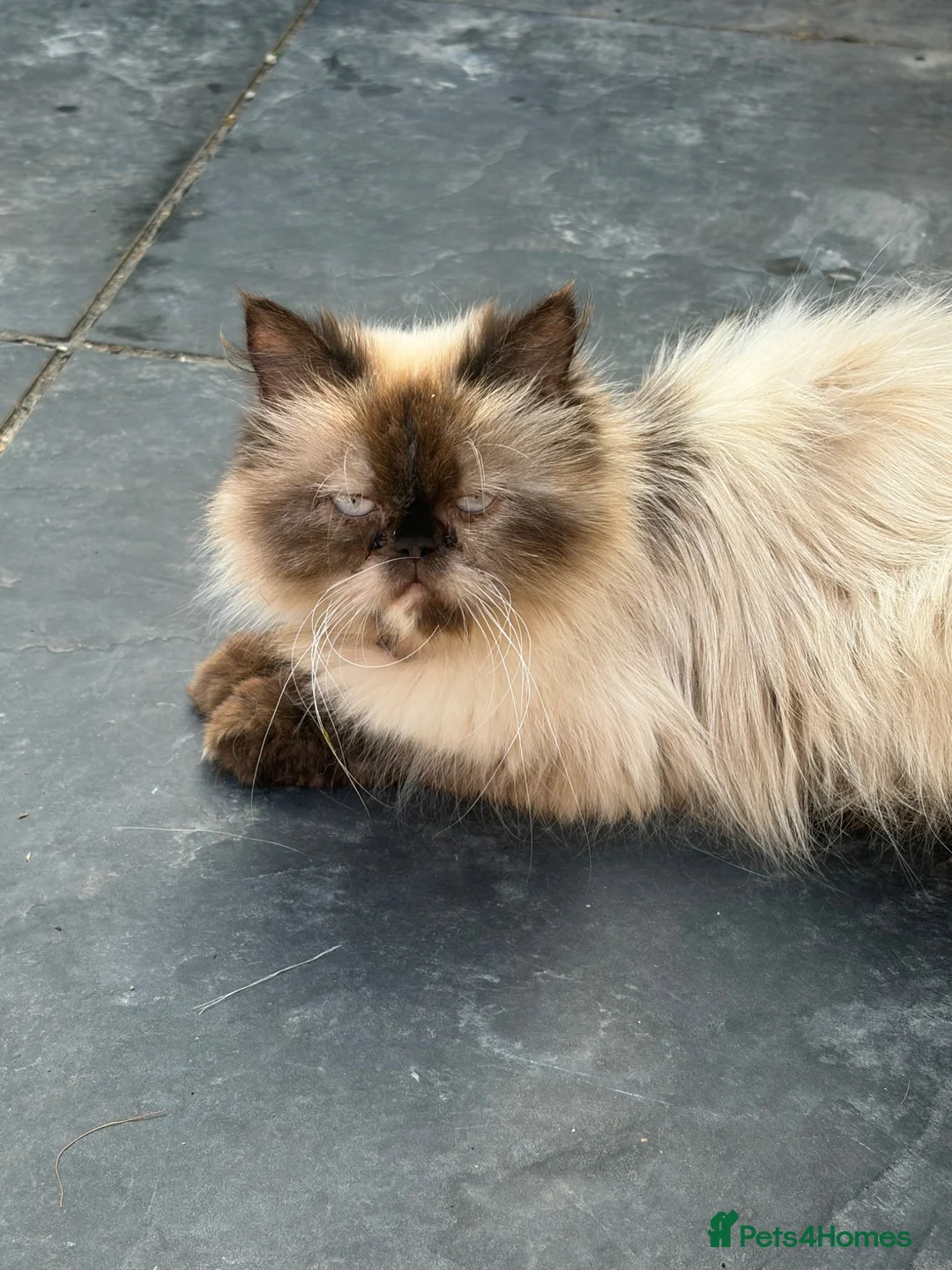 Persian cats for sale: Stunning Colourpoint persian Kittens - Advert 1