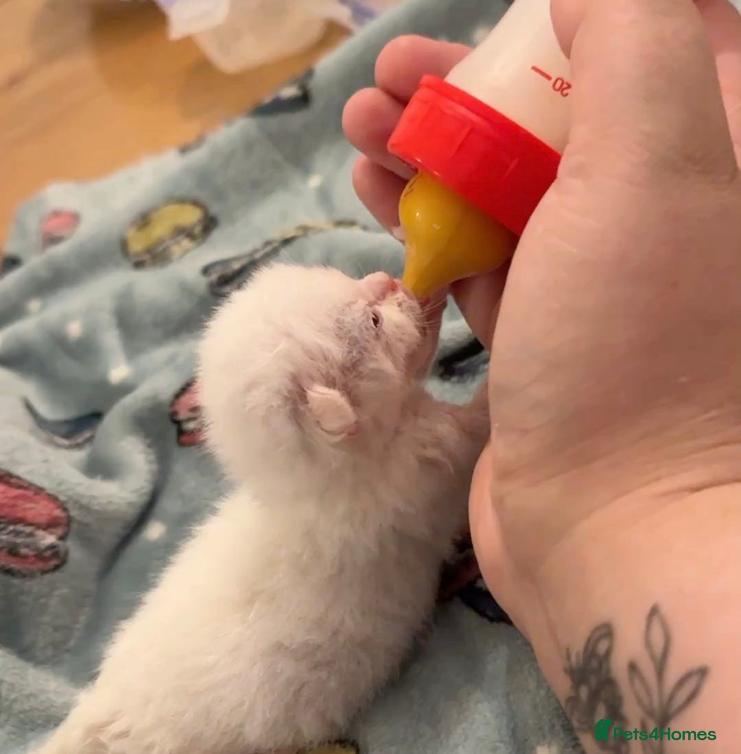 British Shorthair cats for sale: RESCUE HANDREAR Creampoint BSH male - Advert 4