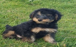 Mixed Breed dogs for sale: ABSOLUTELY STUNNING FOXYPOO PUPPIES - Image 5