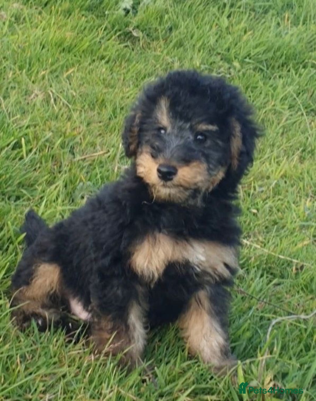 Mixed Breed dogs for sale: ABSOLUTELY STUNNING FOXYPOO PUPPIES - Image 5