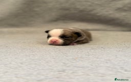 French Bulldog dogs for sale: 🐶 Beautiful Litter Of French Bulldogs 🐶 - Image 8