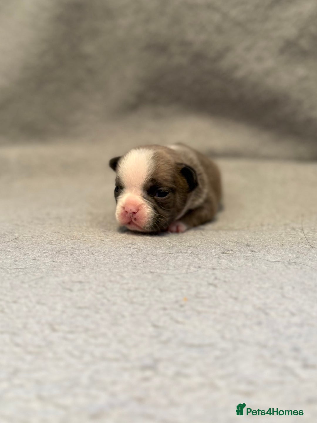 French Bulldog dogs for sale: 🐶 Beautiful Litter Of French Bulldogs 🐶 - Image 8