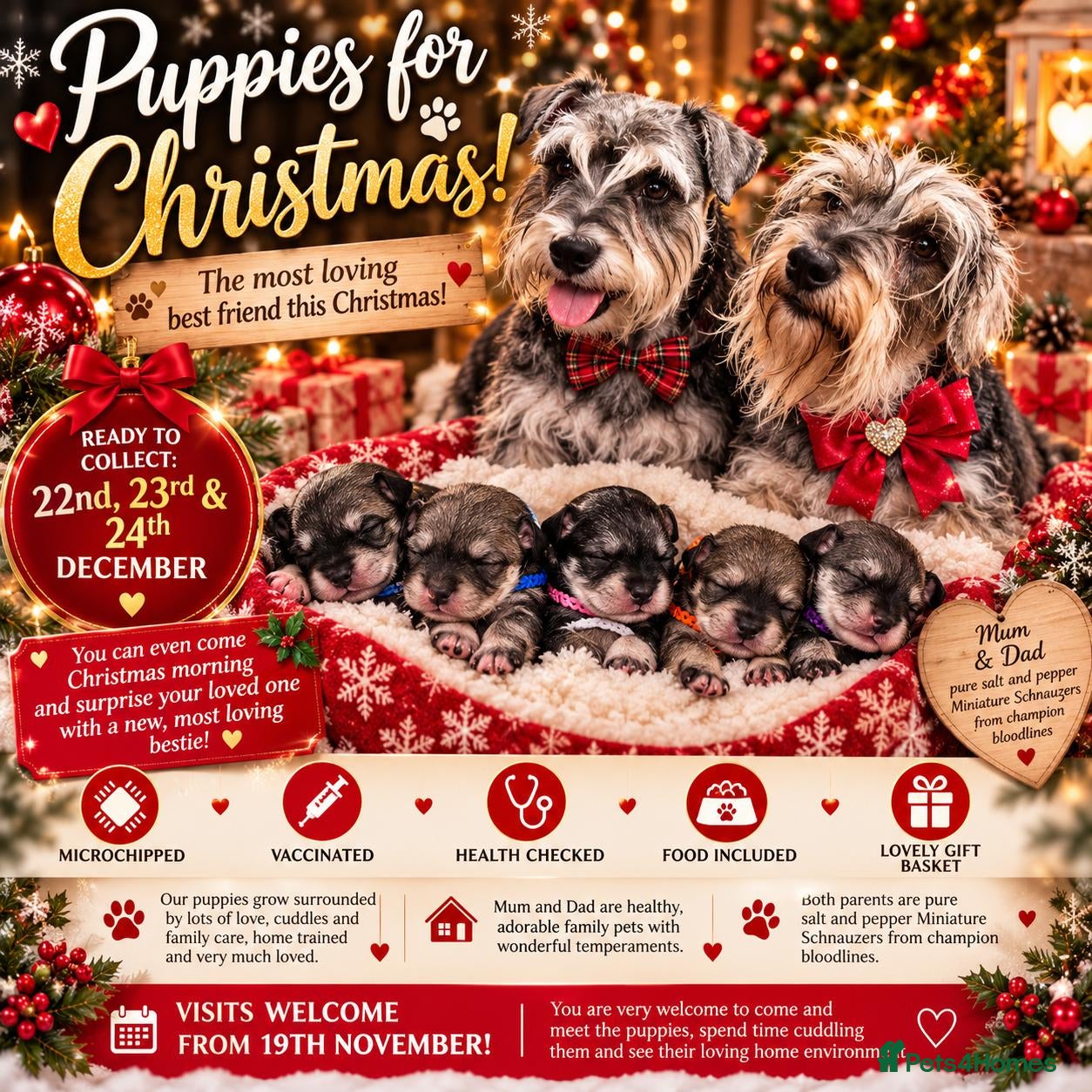 Miniature Schnauzer dogs for sale:   **   **  comes with four little paws!  - Advert 3