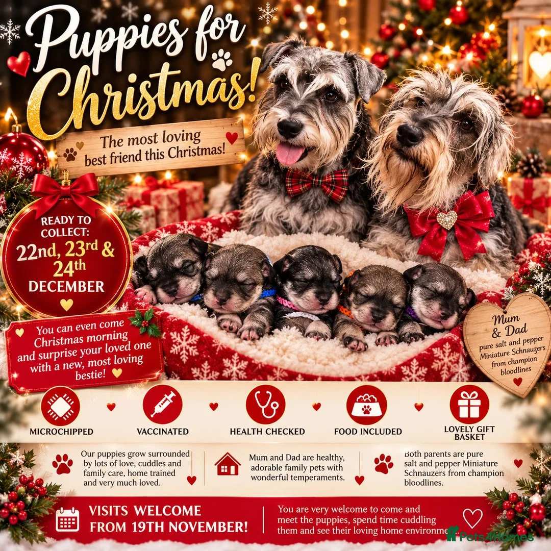 Miniature Schnauzer dogs for sale: Magic comes with four little paws!  in Northampton - Advert 1