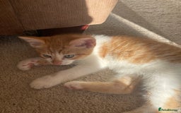 Mixed Breed cats for sale: Mixed breed 10 week old ginger/white male kitten  - Image 2
