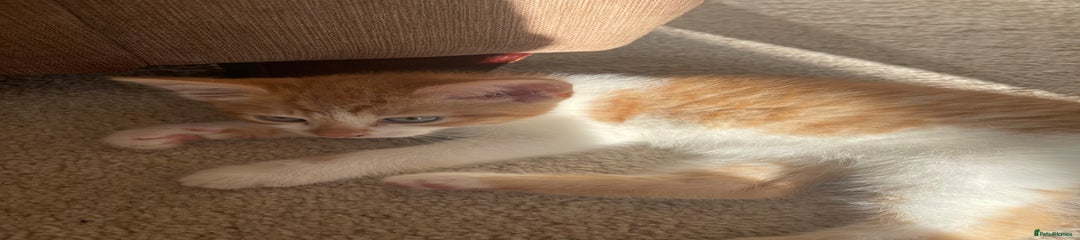 Mixed Breed Kitten 1