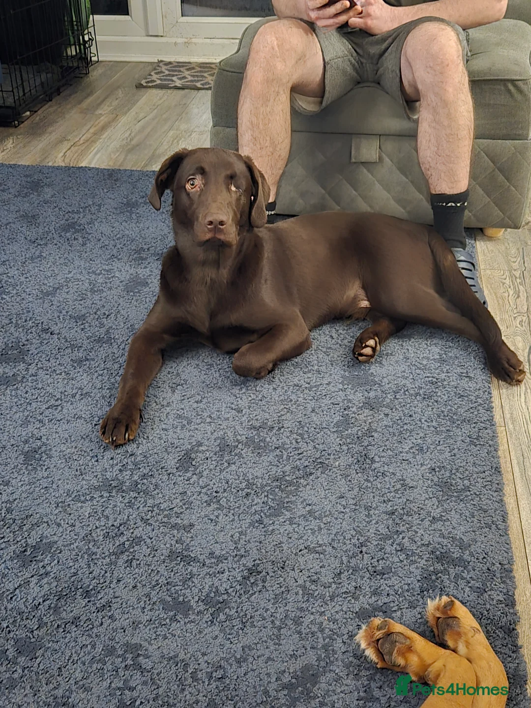 Mixed Breed dogs for sale: Yogi  - Advert 1