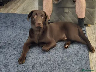 Mixed Breed dogs Yogi - Advert 3