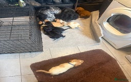 Cocker Spaniel dogs for sale: Cocker spaniel puppies  - Image 8