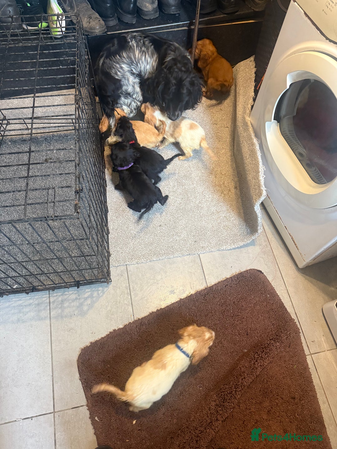 Cocker Spaniel dogs for sale: Cocker spaniel puppies  - Image 8