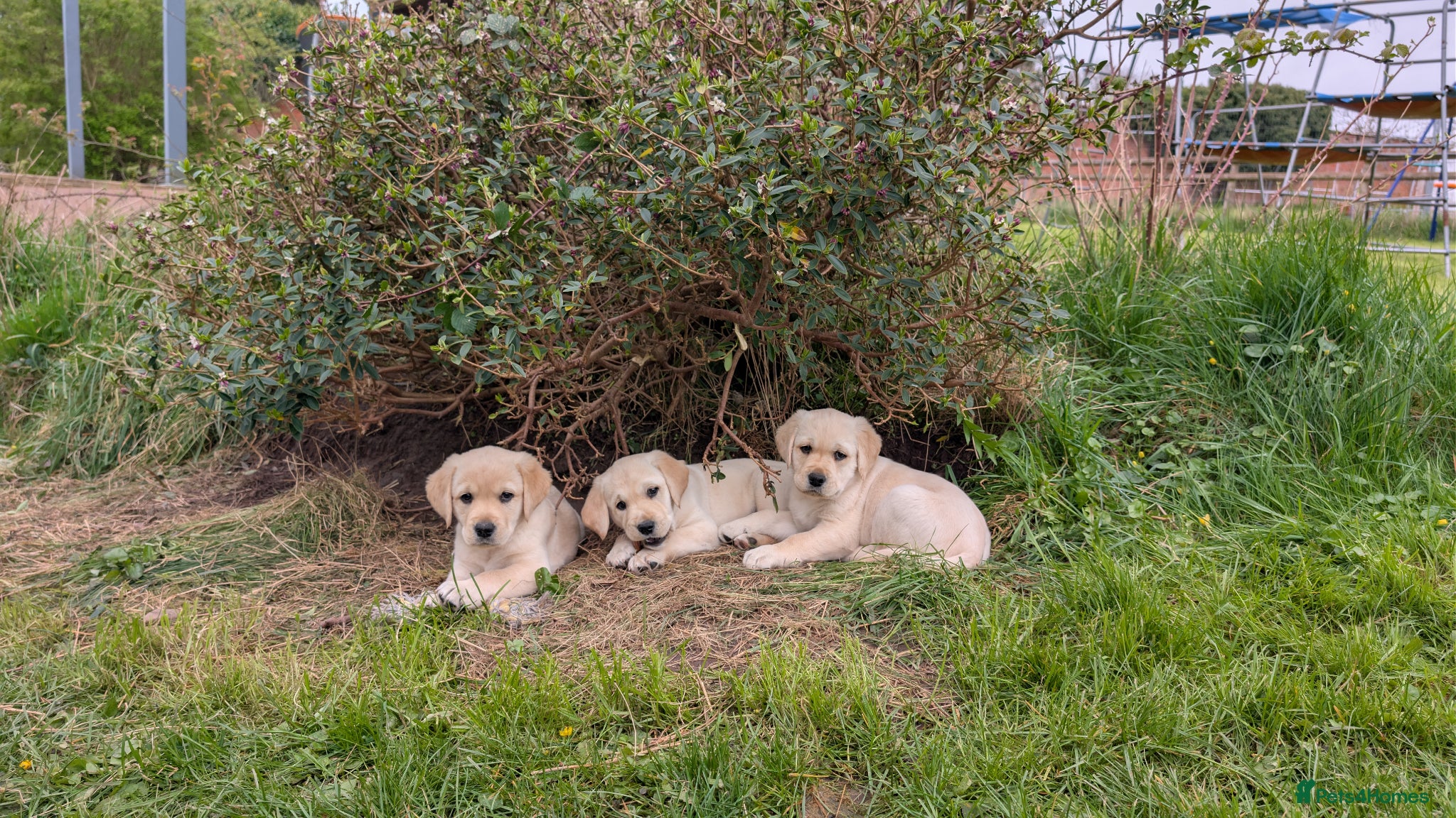 Goldador dogs Gorgeous Goldador puppies - Advert 5