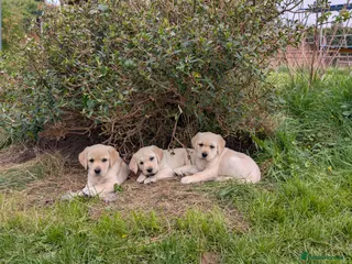 Goldador dogs Gorgeous Goldador puppies - Advert 5