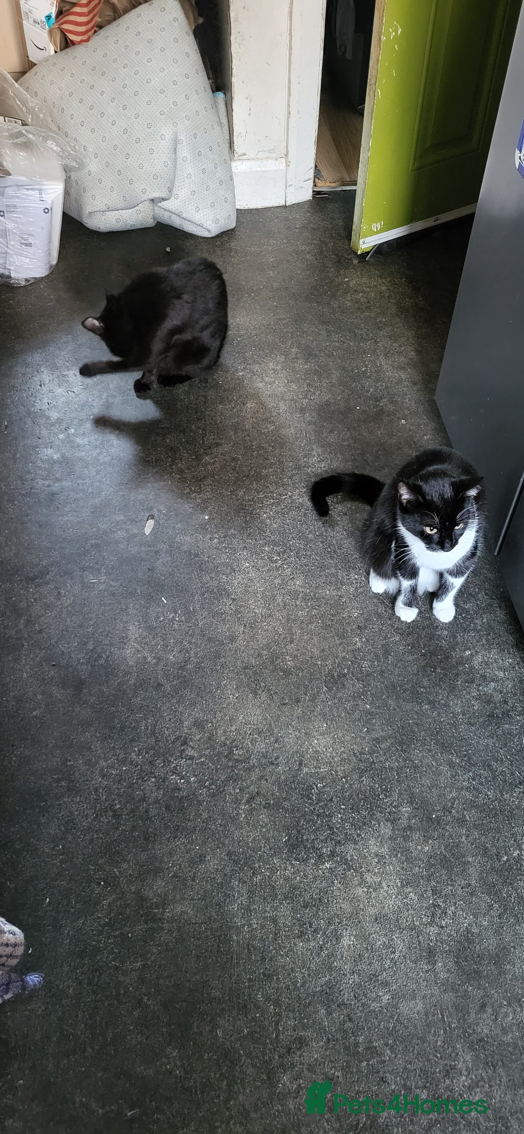 Mixed Breed cats for sale: One adult cat and 4 kittens - Advert 5