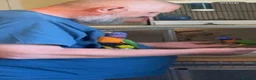 Lories birds for sale: Red collared lorikeet Baby’s Hand Raised Hand Tame - Advert 9