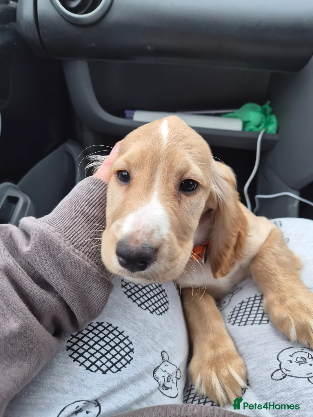 Sprocker dogs for sale: Golden sprocker girl  - Advert 2