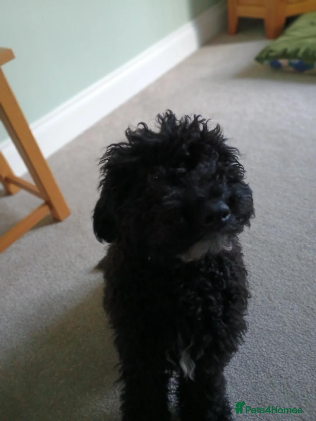 Cockapoo dogs for sale: 9 month old Cockapoo  in Sudbury - Advert 2