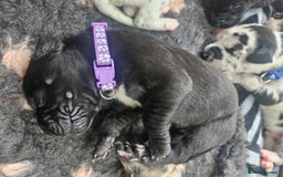Great Dane dogs for sale: Great dane puppies  - Image 6