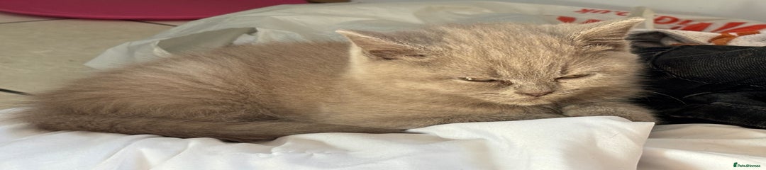 British Shorthair Kitten 4