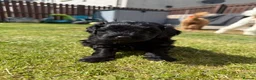 Cavapoo dogs for sale: 3 beautiful pups looking for their forever home - Advert 7