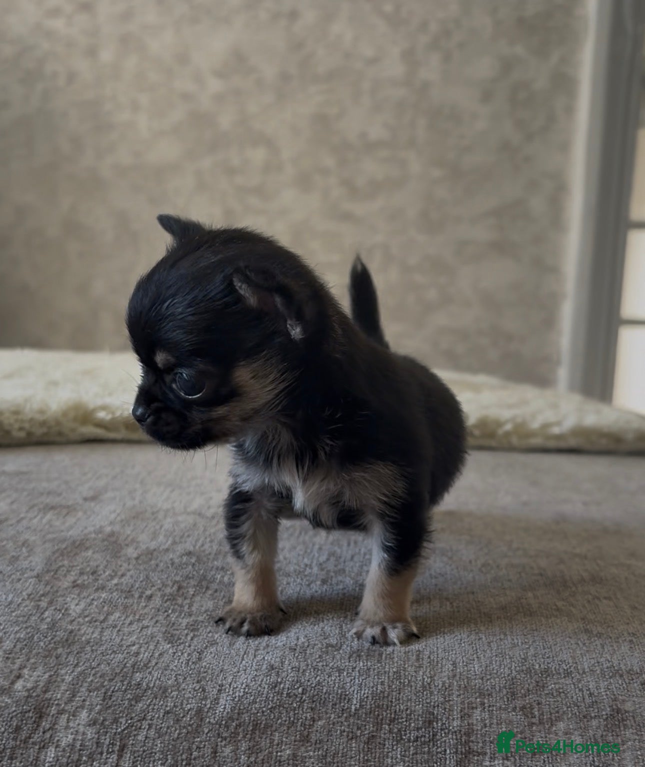 Chihuahua dogs Little mini chihuahua  - Advert 17
