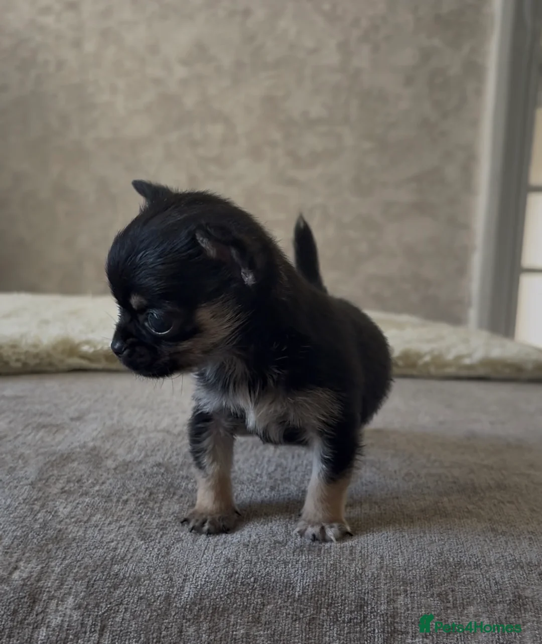 Chihuahua dogs for sale: Little mini chihuahua  - Advert 1