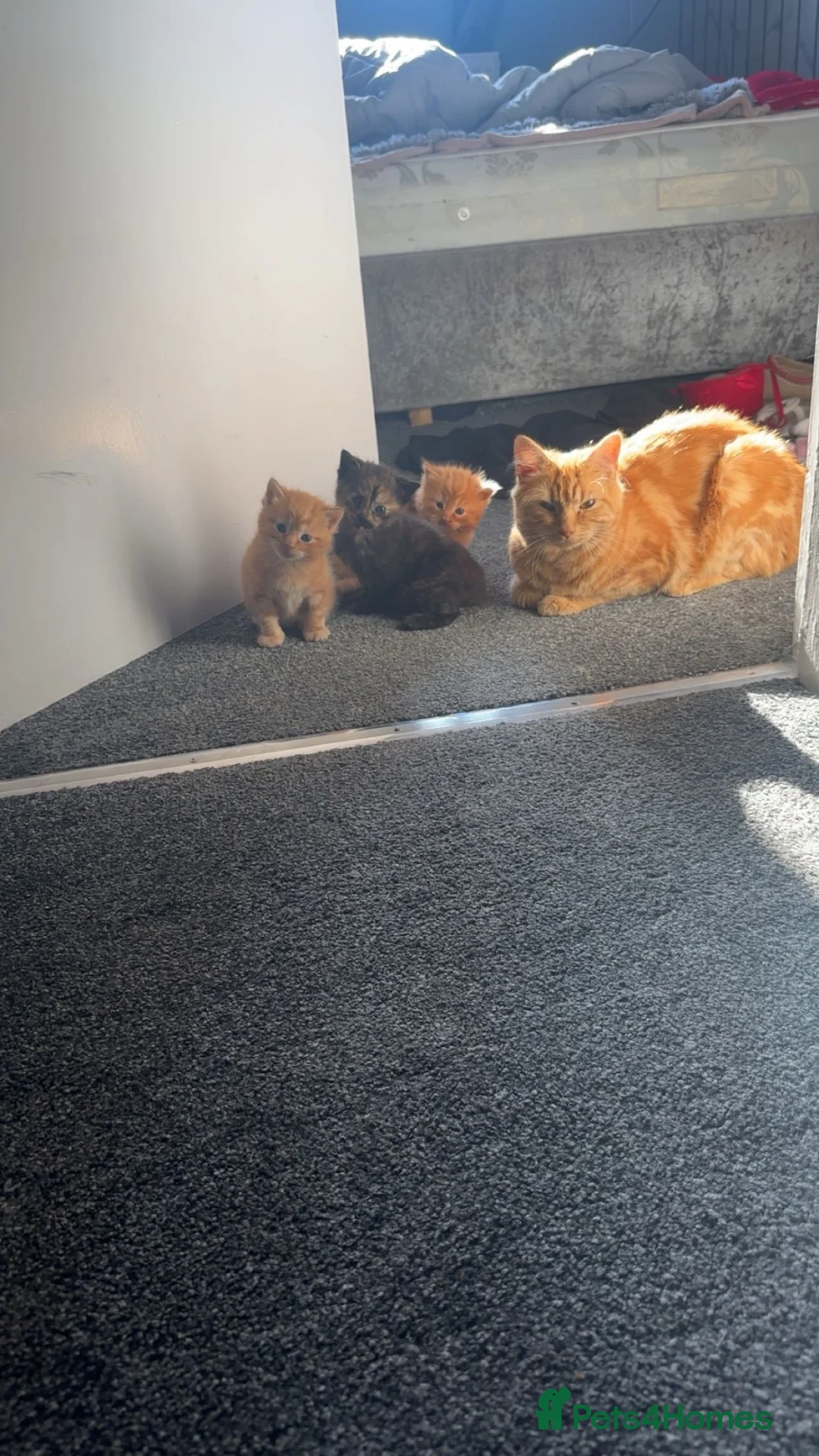 Mixed Breed cats for sale: X2 kittens for sale - Advert 5
