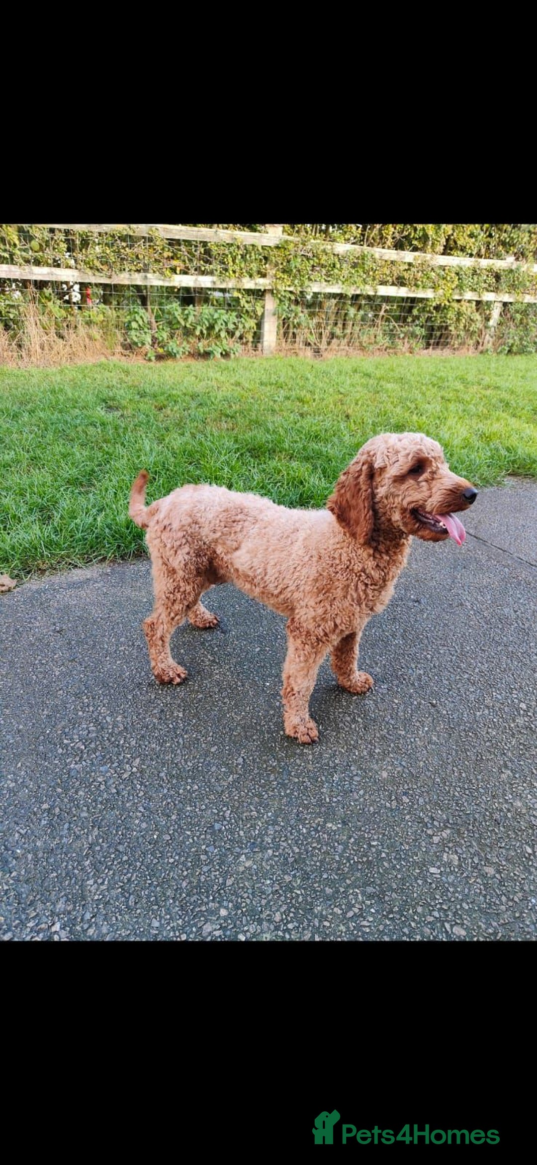 Miniature Poodle dogs for sale: READY NOW Red Minature Poodle Pups for sale. - Advert 21