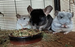 Chinchilla rodents for sale: Bonded, breeding chinchilla pair - Image 4