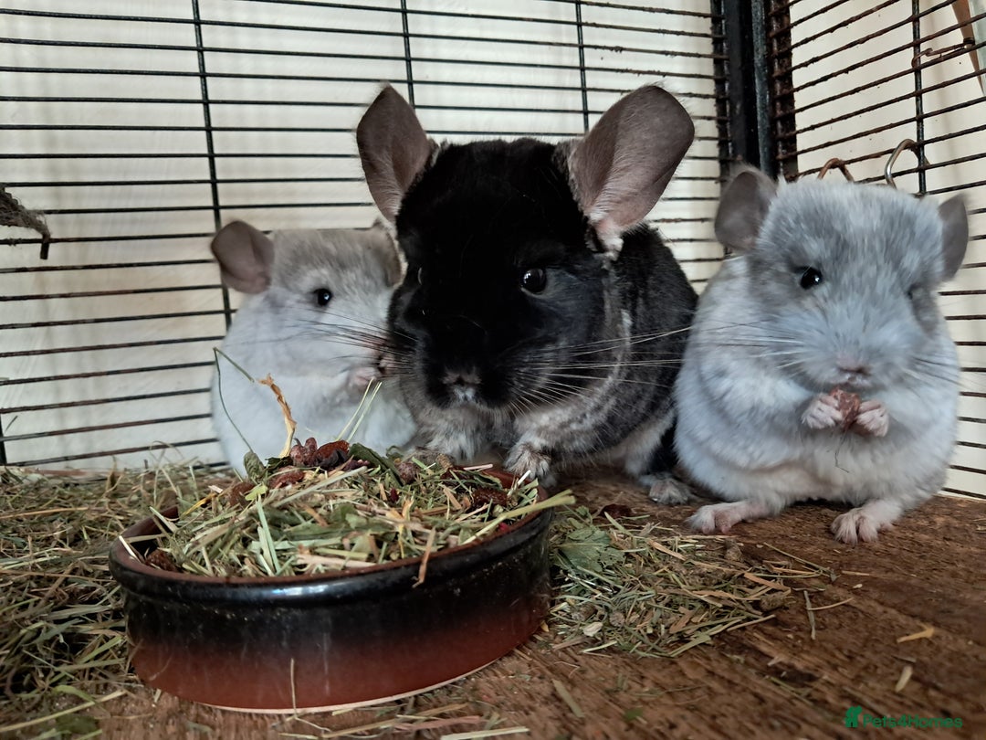 Chinchilla rodents for sale: Bonded, breeding chinchilla pair - Image 4