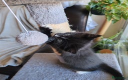 British Longhair cats for sale: British Longhair mix Kittens  - Image 14