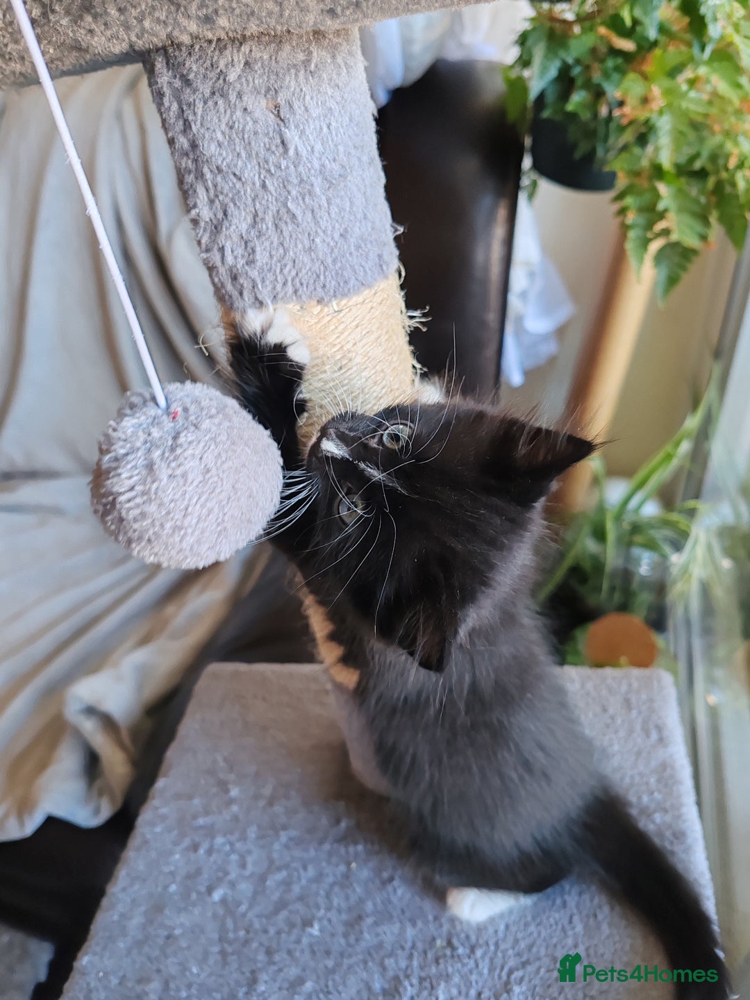 British Longhair cats for sale: British Longhair mix Kittens  - Image 14