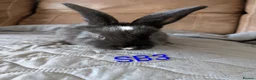 Continental Giant rabbits for sale: Beautiful Conti babies  - Advert 10