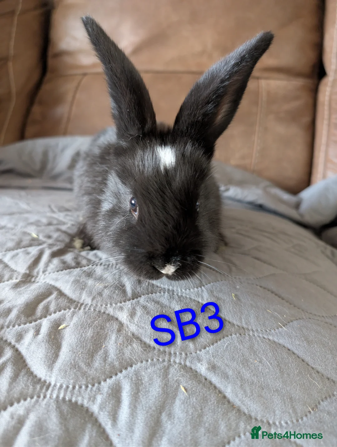 Continental Giant rabbits for sale: Beautiful Conti babies  - Advert 5