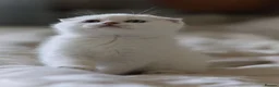Scottish Fold cats for sale: Scottish fold  - Advert 6