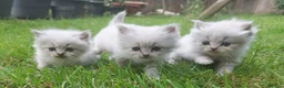 Siberian cats for sale: Exceptional TICA Pedigree Siberian kittens - Advert 4
