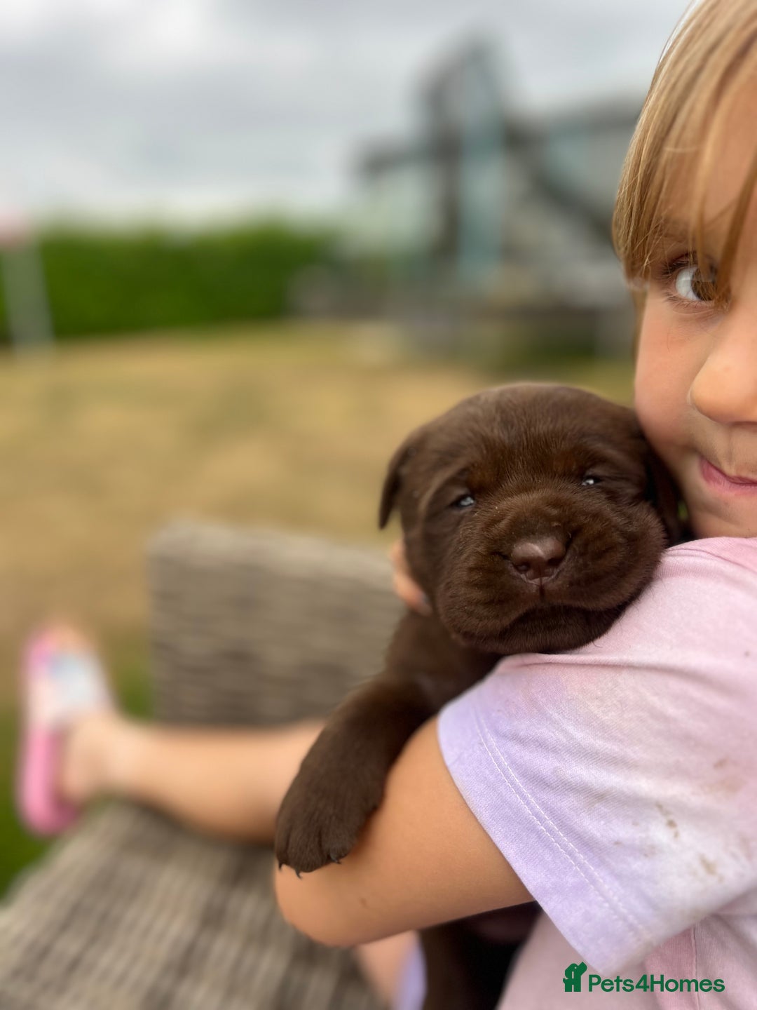 Labrador Retriever dogs for sale: Golden and Chocolate chunky labs for sale - Image 3