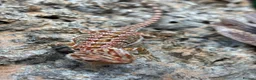 Bearded Dragon reptiles for sale: Baby beardes dragons for sale  - Advert 3