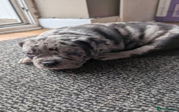 Mixed Breed dogs for sale: Beautiful pups with stunning markings  - Image 30